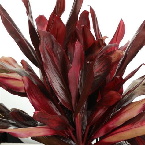 Cordyline fruticosa Red Zip Proven Winners Ti Plant | SiteOne US