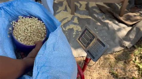 México Aumenta Importaciones de Maíz a niveles históricos. – Canal 13 ...