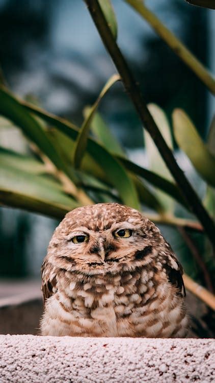 Menggali Burung Hantu Di Pemandangan Botani Foz Do Iguaçu · Foto Stok ...