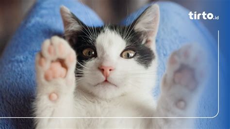 Harga Vaksin Kucing, Jenis, dan Jadwal Pemberian: Berapa Kali?