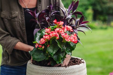 Petitti Garden Centers | Home & Garden Center, Plant Nursery
