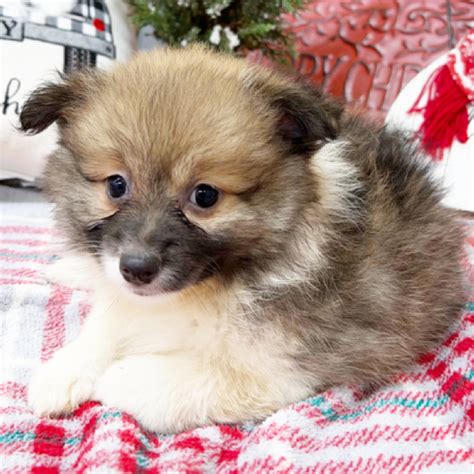 REGALO VOLPINO POMERANIA MINI TOY