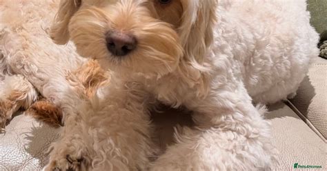Beautiful Cavapoo puppies from DNA tested lines for sale in Banstead ...