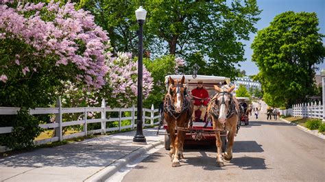 Mackinac Island Lilac Festival set to begin: Here's what to know