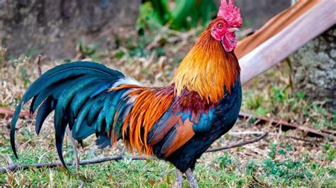 What is the national bird of Sri Lanka?