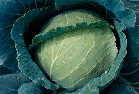 Why Your Homegrown Cabbages Are Splitting—and How to Save Them Before ...