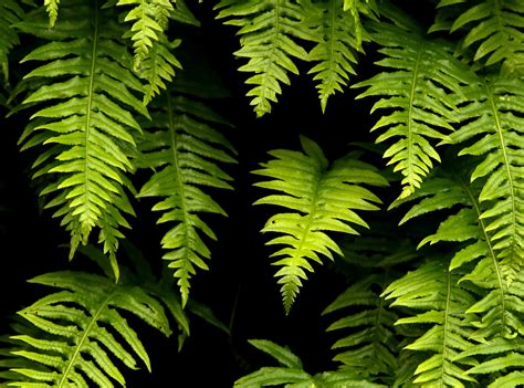 9 Gorgeous Companion Plants for Lush Hosta Shade Gardens - Dengarden