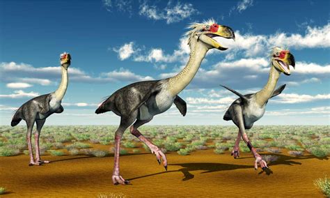 Birds: Different Types, Definition, Photos, and More - A-Z Animals