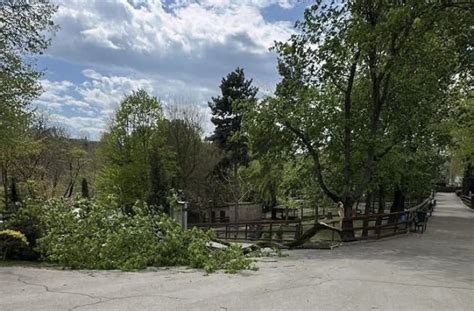 Anchetă internă la Grădina Zoologică: precizările conducerii