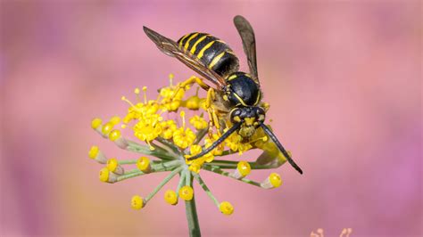 What You Can Do To Make Wasps Less Annoying