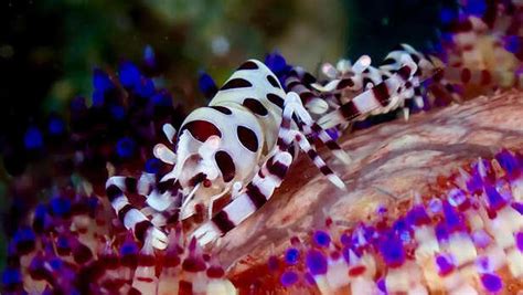 8 animals that can see better than humans