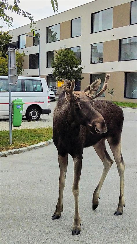 A border-crossing moose named Emil keeps wandering on the streets — and train tracks — of ...