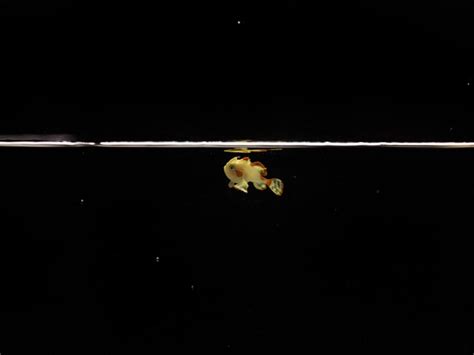 Domino, the warty frogfish, is the first of its kind to be raised in ...