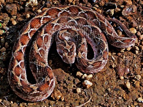 10 snakes you should never underestimate in India | Pets-animals News - The Indian Express