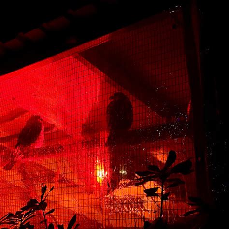 Skywatch Bird Rescue seeks urgent donations for winter weather preparations