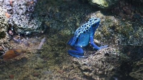 What is dart frog toxin, the ‘extremely rare’ neurotoxin allegedly used ...