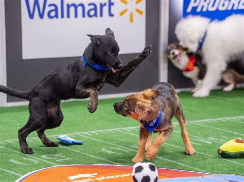 See Spot run: Photos from a historic Puppy Bowl | Hawai'i Public Radio