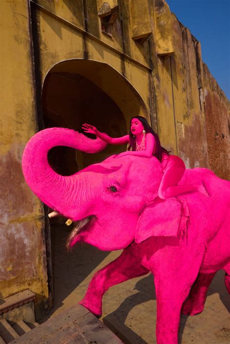 Photographer behind the 'pink' elephant explains art project