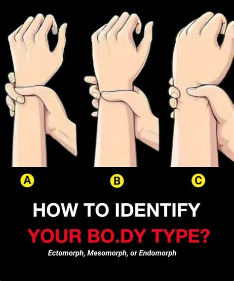 Bo.dy Types: Are You Ectomorph, Mesomorph, or Endomorph - Bestrecipes