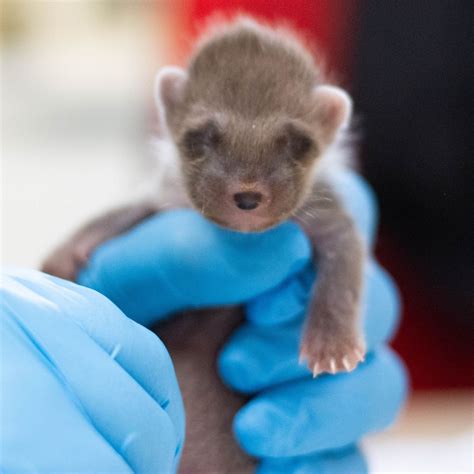 Rare animal handed in to wildlife hospital after being mistaken for fox cub - The Mirror