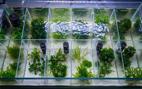 Refugium Setup for Copepods: How to Create a Thriving Culture