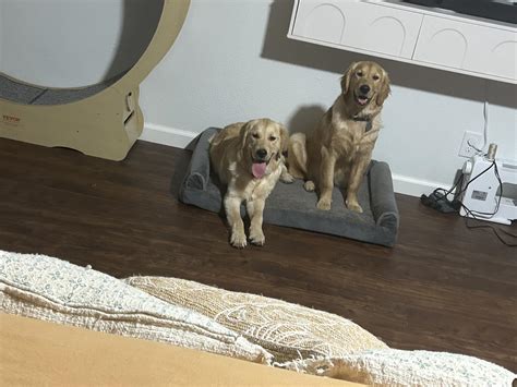 8 Best Big Spring Sale Steam Mop Deals (March 2026) on Amazon