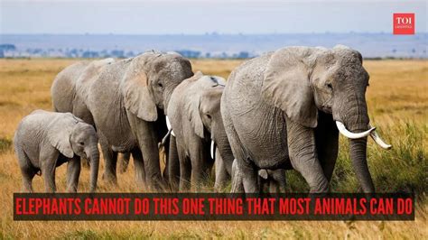 GK fact of the day: Elephants cannot do this one thing that most ...