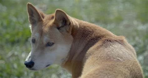 Watch what happens when dingoes protect territory from rivals