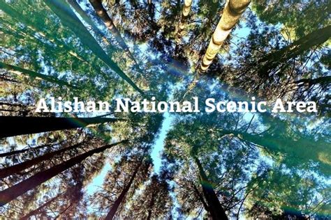 1 วันในAlishan National Scenic Area | Trip.com Alishan National Scenic Area