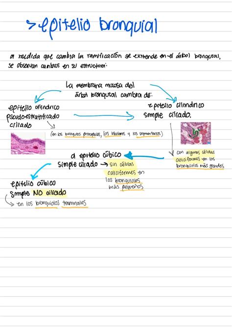 Epitelio Bronquial y Alveolar: Estructura y Función en Vascularización ...