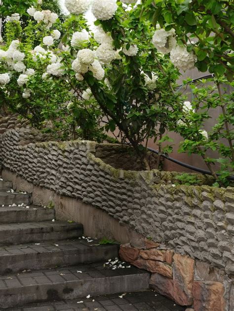 Chongqing Hydrangea Sea Check-in Guide | Trip.com Chongqing