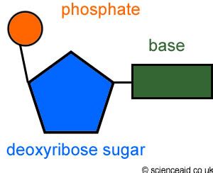 Macromolecules Flashcards | Quizlet