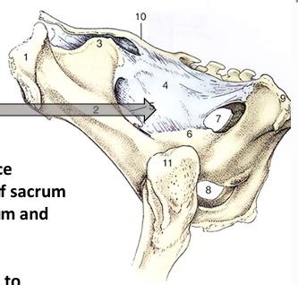 Ruminant Pelvis Flashcards | Quizlet