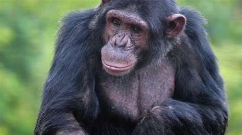 Watch the closest animal to humans - and why scientists are still shocked