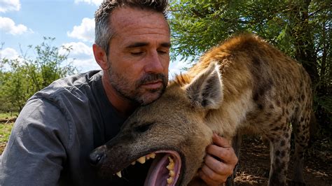 Something changed in the hyena’s greeting