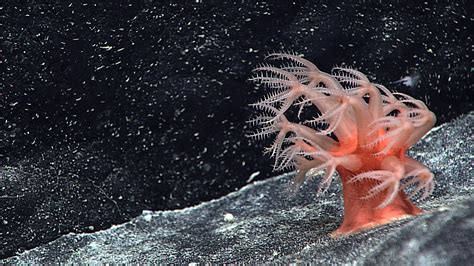 Ocean Exploration Facts - NOAA Ocean Exploration