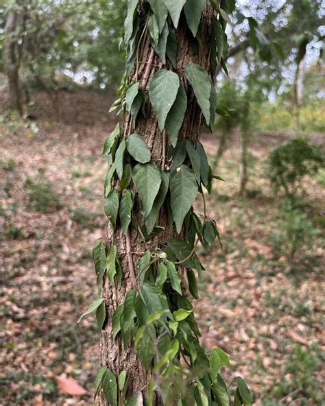 A very invasive vine - Garden Style San Antonio