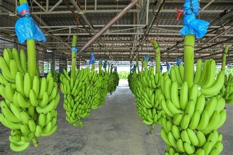 New Opportunities for Vietnamese Fruits | Agriculture