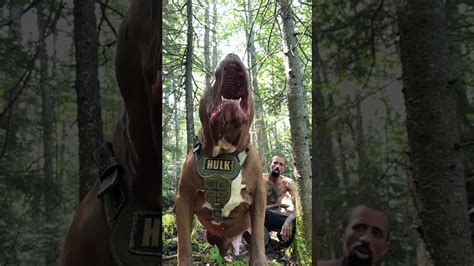 Nothing can break the focus of this elite protection dog