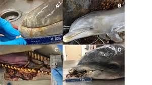 Dolphin slime a warning sign in Indian River Lagoon