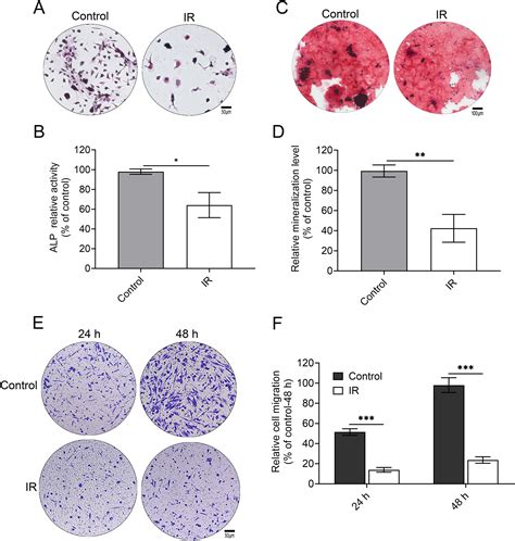 Skeletal Stem Cells Rescue Radiation-Induced Osteogenic Precursor Cell Dysfunction via the Wnt/β ...