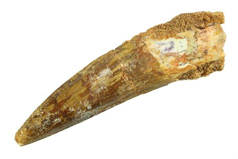 2.10" Fossil Spinosaurus Tooth - Real Dinosaur Tooth (#351560) For Sale ...