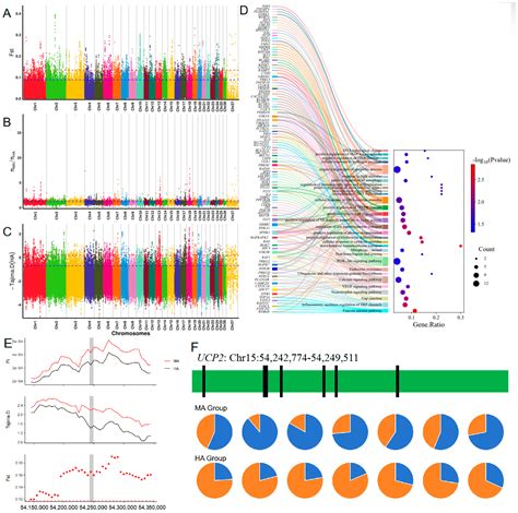 Analysis of Migration and Adaptive Evolution in Tibetan Sheep Populations
