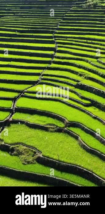 Aerial view of vibrant green rice terraces in Batad, Philippines ...