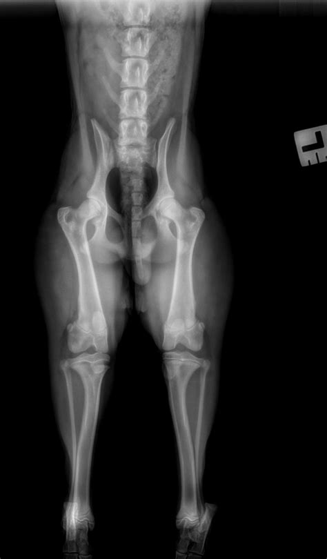 Radiologie Quiz April 2026 - Online Vet Training