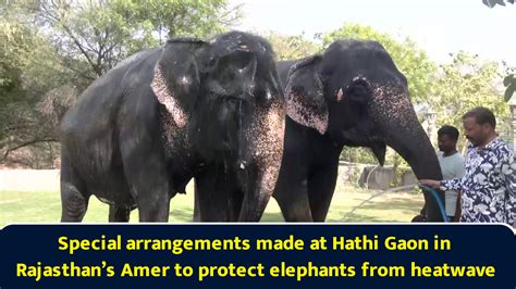 Special arrangements made at Hathi Gaon in Rajasthan’s Amer to protect elephants from heatwave