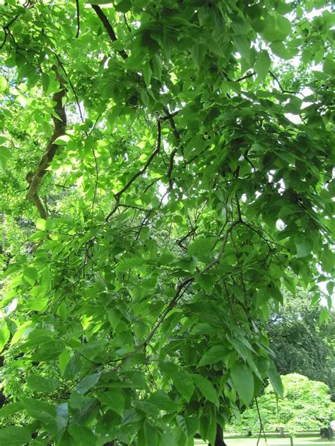 Är Hackberry-trädet giftigt för hundar? Komplett guide