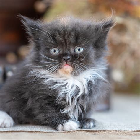 Golden Retriever Unlocking New Trick Is Both Impressive and Satisfying ...