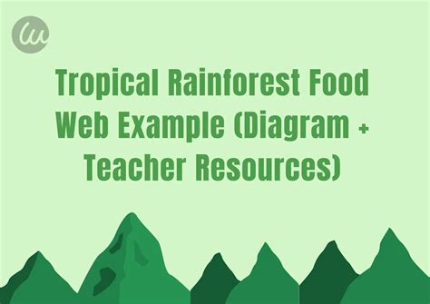 Tropical Rainforest Food Web Example (Diagram + Teacher Resources)