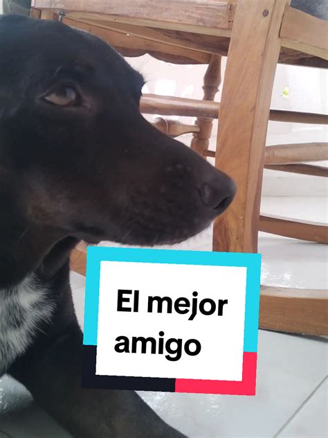 El mejor amigo es firulais #firulais #amigo #amistad #perro #GlowUpCet ...